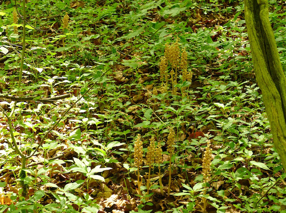dbbirding's tweet photo. A much  appreciated tip off by AW found us in a dark East Kent woodland looking at some fine specimens of Birds Nest Orchids. A good stroll around found 75 in total, plus 15 Lady Orchids. I always struggle with photos of Birds Nest in the dark woods in the variable light. https://t.co/IqZ9z6ZZYT