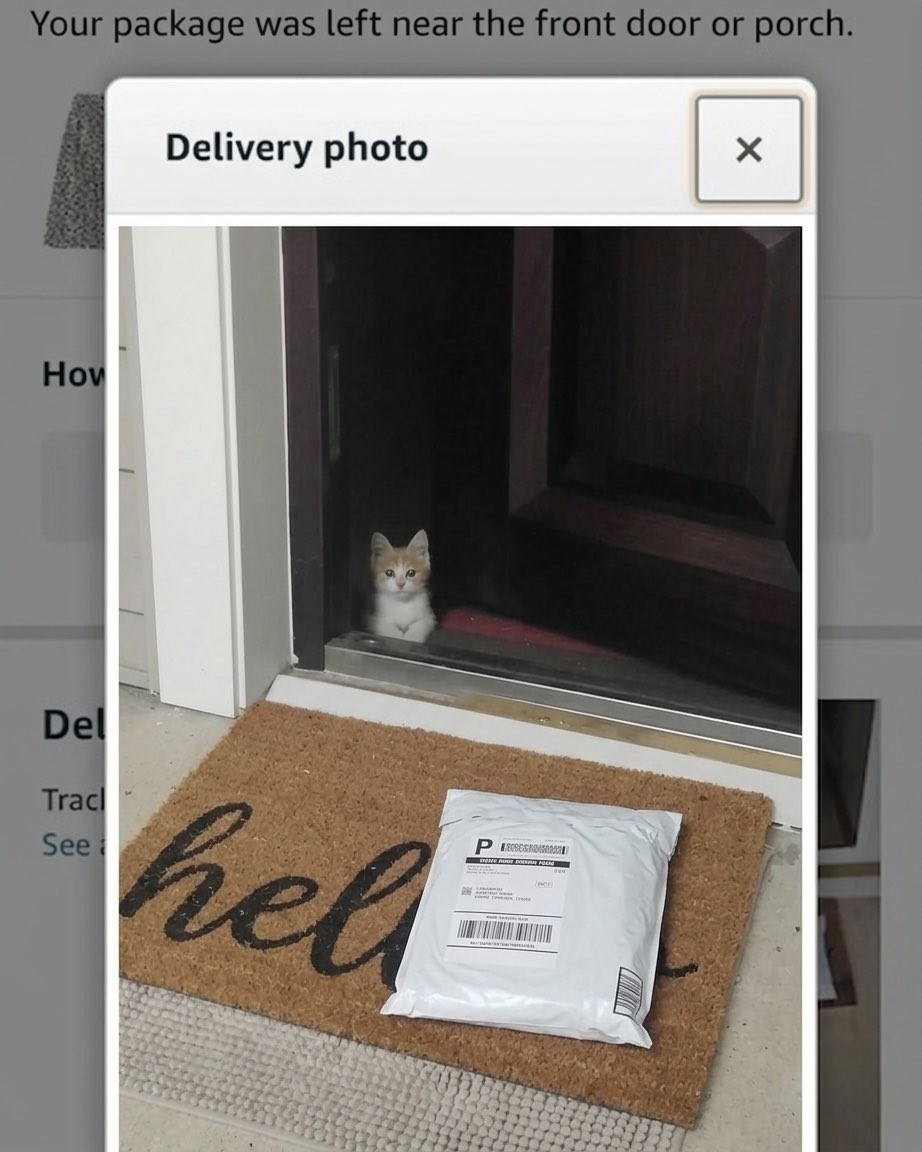 cat memes tweet media