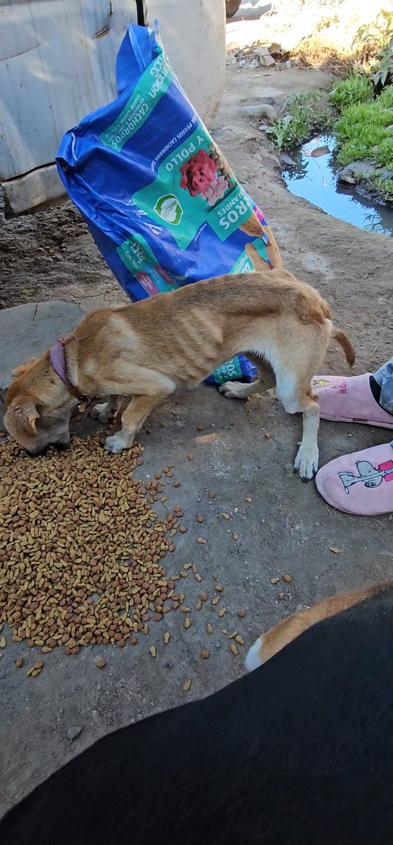 sol_palacios_m's tweet photo. Quizas de cuando no comia😭💔me dio mucha pena y movia su colita al comer, duele mucho verlos así. Necesitamos ayuda para el y sacarlo adelante no es facil, no solo comida es un proceso de apoco😢 ayúdenme a ayudarlo🥺🙏
Solange Palacios
Banco estado
Cuenta rut
17376209-7 https://t.co/0zUmO59QYJ