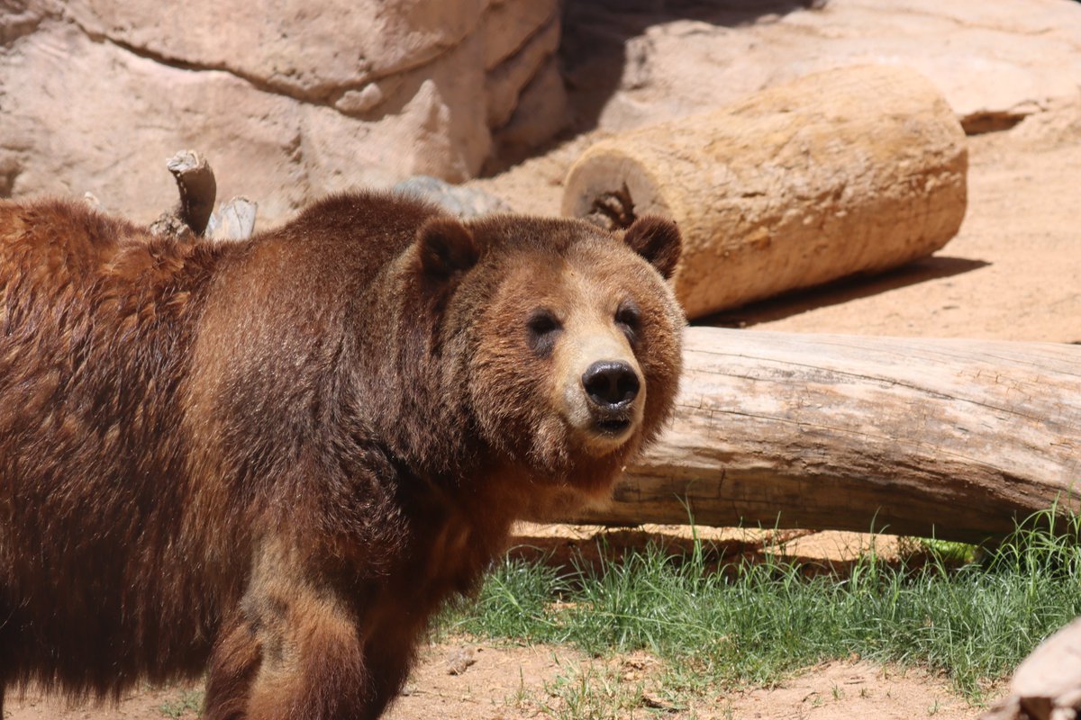 Reid Park Zoo tweet media