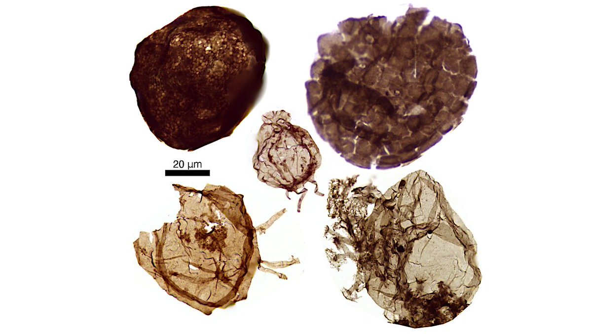 astrobiology's tweet photo. Early Complex Life Lived In oxygenated Seas, Challenging Long‑held Views Of Evolution
https://t.co/LQ936Wv3tw #astrobiology #originoflife #oceanography https://t.co/gNn5R9OpRC