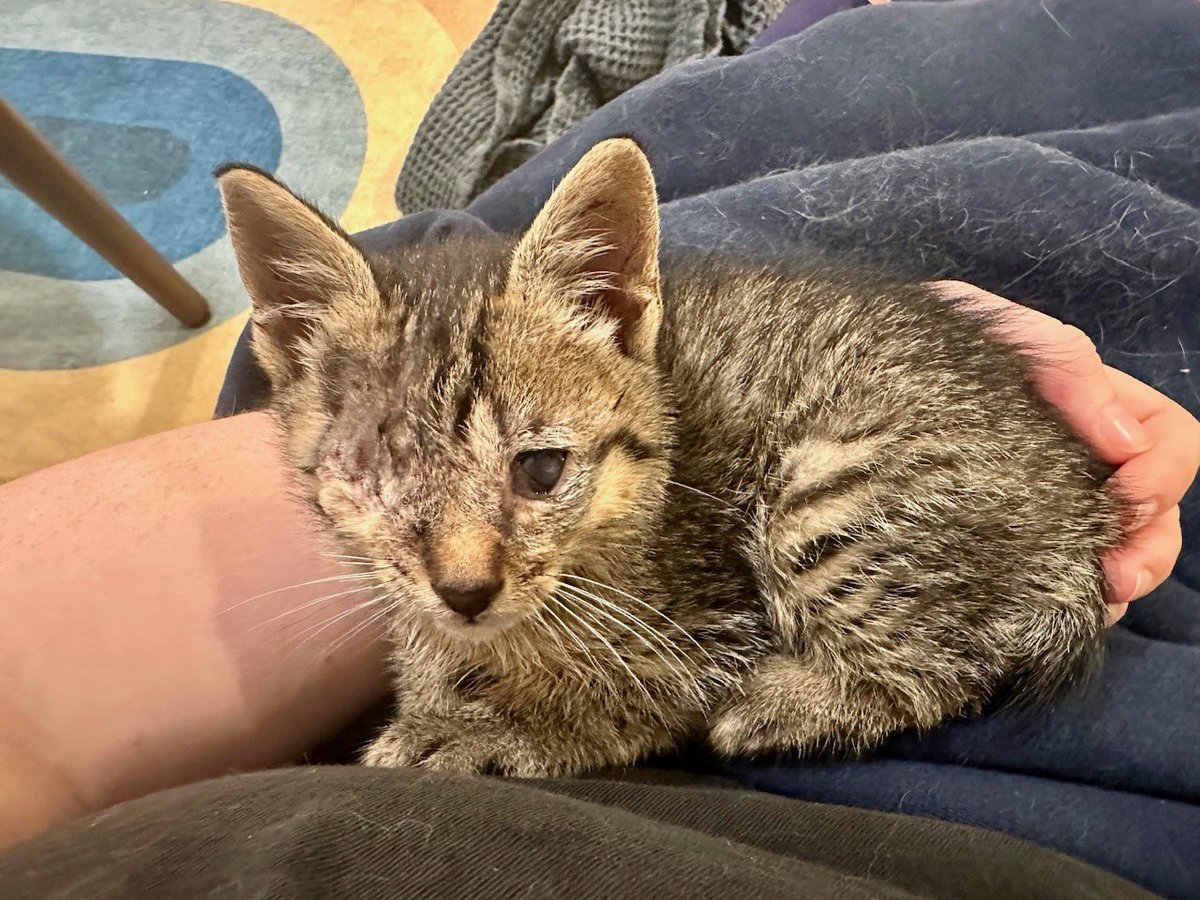 ProjectMEOW's tweet photo. UPDATE on Peanut 🥜 

His eye removal surgery went very well, &amp; he’s now recovering comfortably &amp; being spoiled by his foster mom ❤️ We’re still waiting to learn if his remaining eye can be saved.

Help support his ongoing care:
PayPal: https://t.co/cuHoYOOYMh
Venmo: @ProjectMEOW https://t.co/MVc2lEd5NJ