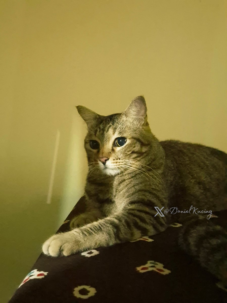DanielKucing's tweet photo. chilling in the dark, away from the crowd

-ipul 🐾 https://t.co/WThkaKvGm1