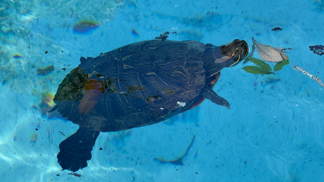 PooltexAmerican's tweet photo. Celebrate with a splash of fun and a reminder to protect the waters we all share! 🐢

Today we're giving a SHELL-EBRATION shoutout to these amazing creatures!

Happy World Turtle Day! 🐢☀️🏊‍♀️

#pooltexamerican #brenhamtx #poolstorenearme https://t.co/xCnpdsDNDr