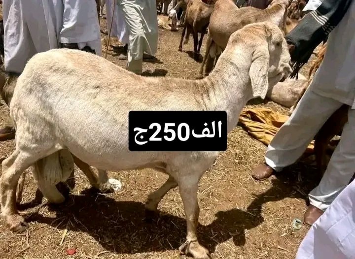 شيخ الدمازين✪ tweet media