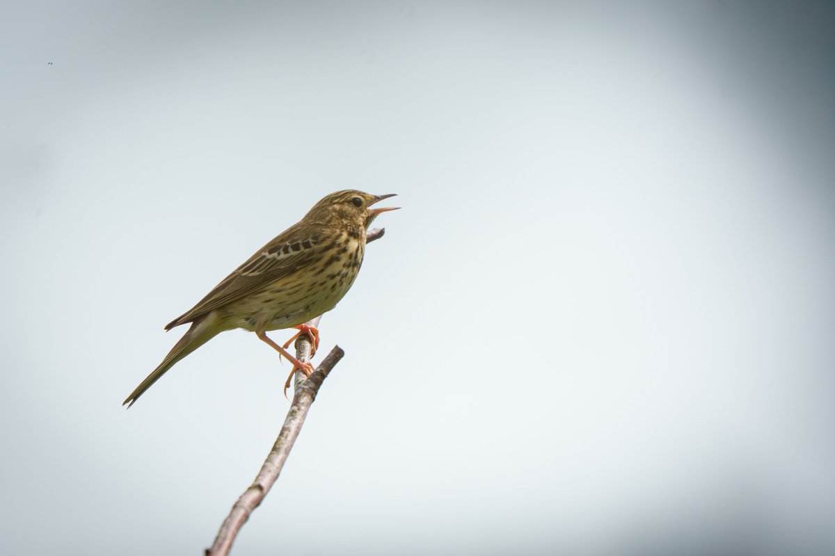 NestingUpNorth's tweet photo. A beautifully concealed Tree #Pipit nest, cleverly constructed into a grass tussock in an open meadow habitat. https://t.co/dCHFu4IRz5
