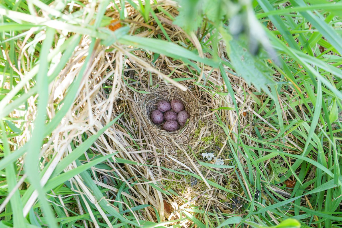 NestingUpNorth's tweet photo. A beautifully concealed Tree #Pipit nest, cleverly constructed into a grass tussock in an open meadow habitat. https://t.co/dCHFu4IRz5