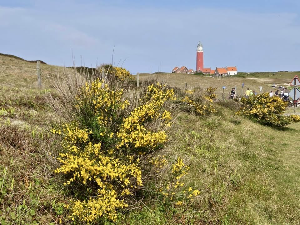 FupBoon's tweet photo. 23 mei, prachtig weertje vandaag op het eiland en op veel plaatsen zijn nu de wilde orchideeën te bewonderen.
Fijne pinksterdagen. https://t.co/xsD6dI9rCq