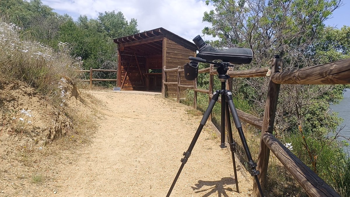 naturalezacyl's tweet photo. En la Reserva Natural "Riberas de Castronuño - Vega del Duero" hace varias semanas que esta #GarzaReal ha hecho un nido sobre el carrizal.
Hoy nos llevamos la grata sorpresa de ver que tiene polluelos.
Podéis pasar a verlo desde el observatorio de la Senda de los almendros https://t.co/6KCeePgcwA