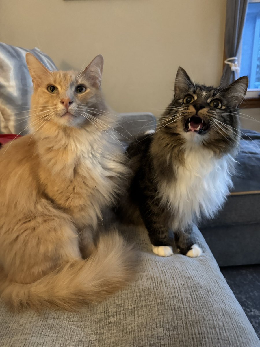 Freddie & Smokey tweet media
