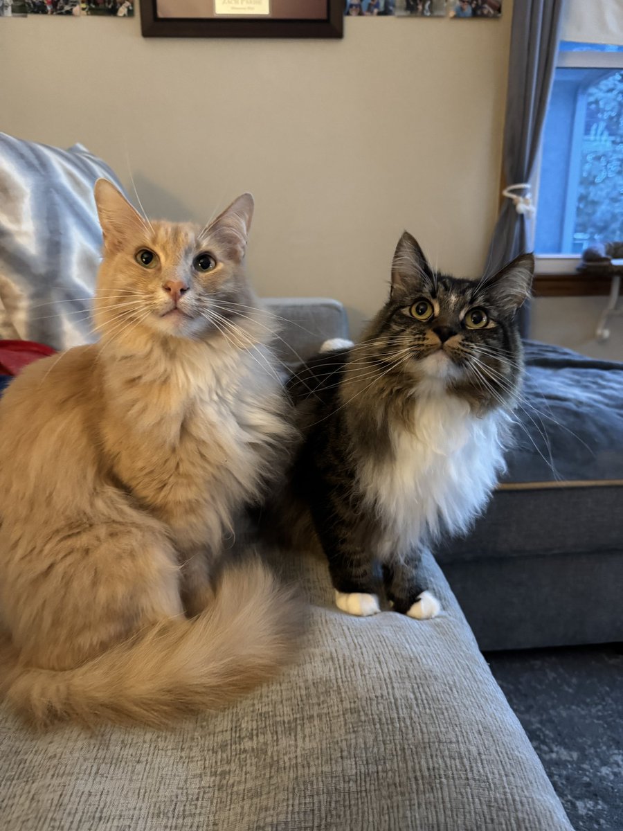 Freddie & Smokey tweet media