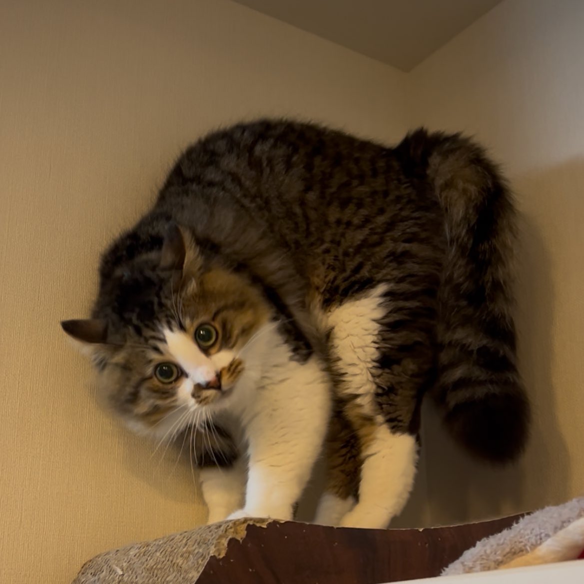 ねこナビ tweet media