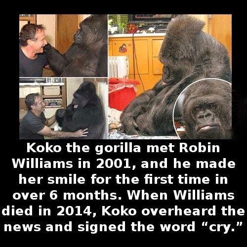 🦉 tweet media
