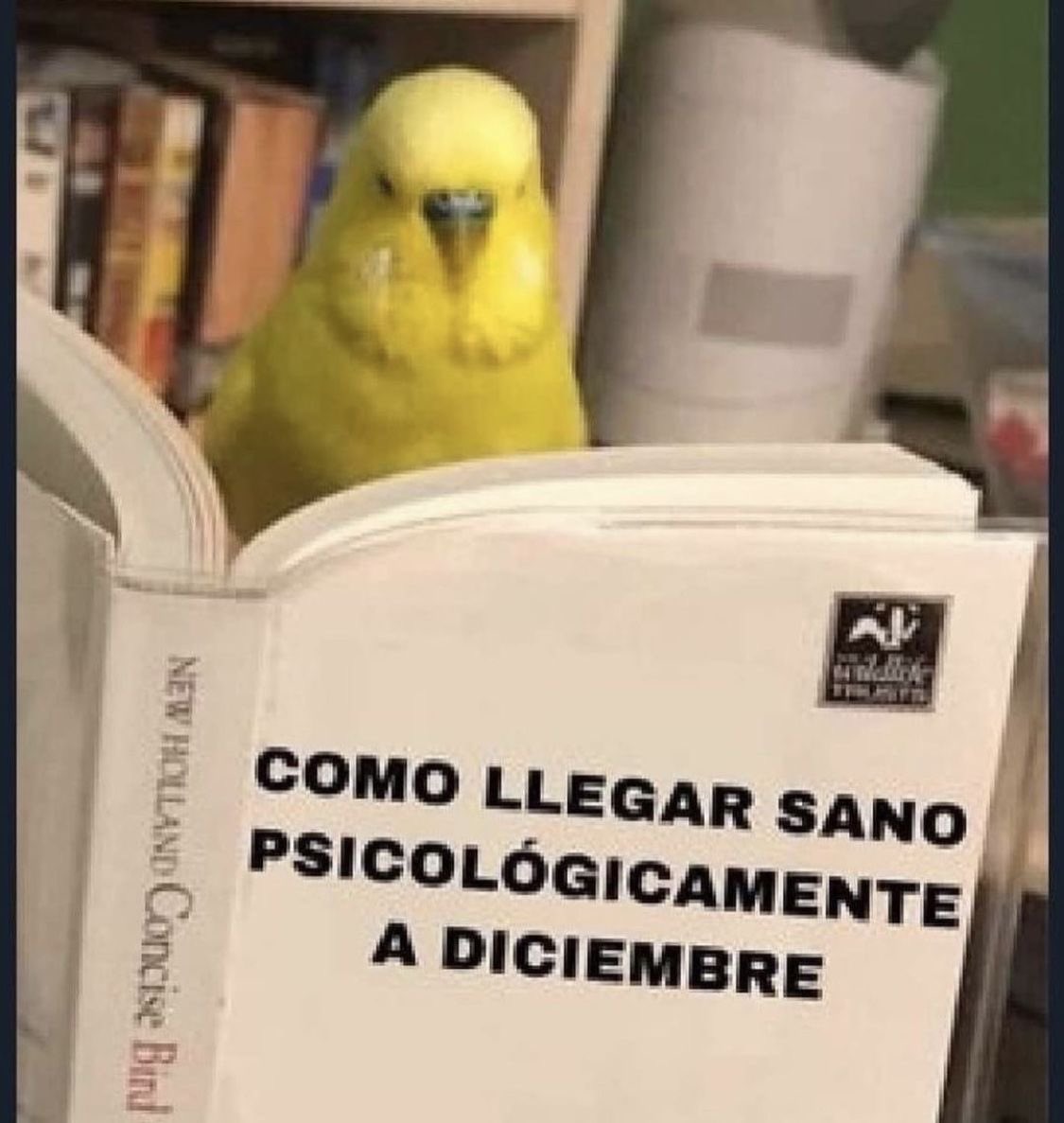Dilo con dibujos tweet media
