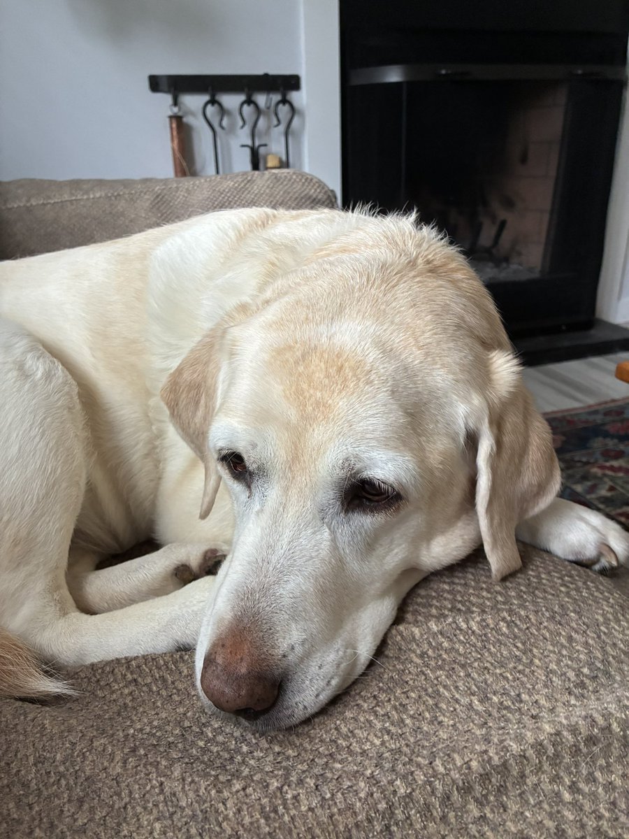 S_Mathuin's tweet photo. I’m not happy. Dad’s babbling about steady rain today, tomorrow, Monday and Tuesday. What’s that have to do with my walk? https://t.co/u3qeJw6IeT