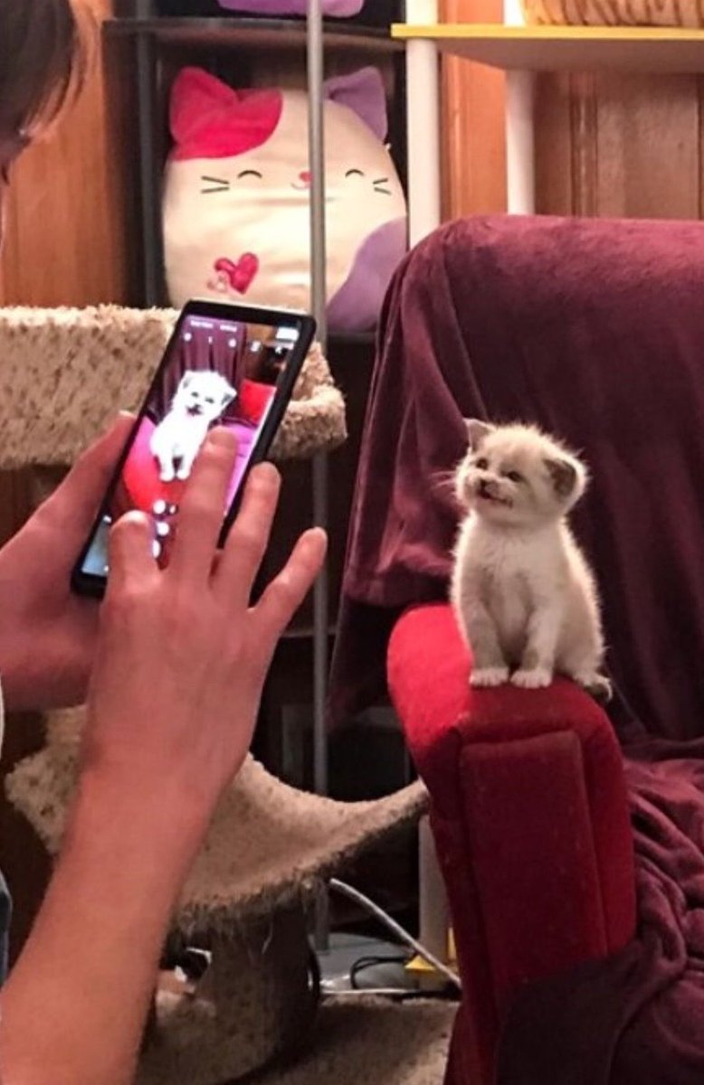 Tiger🐯(มัมหมีน้องแบมบี้) tweet media