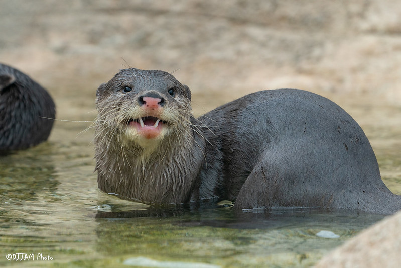 Cincinnati Zoo tweet media