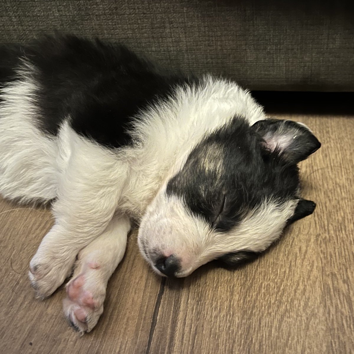 Puppy Bess and Auntie Kes tweet media