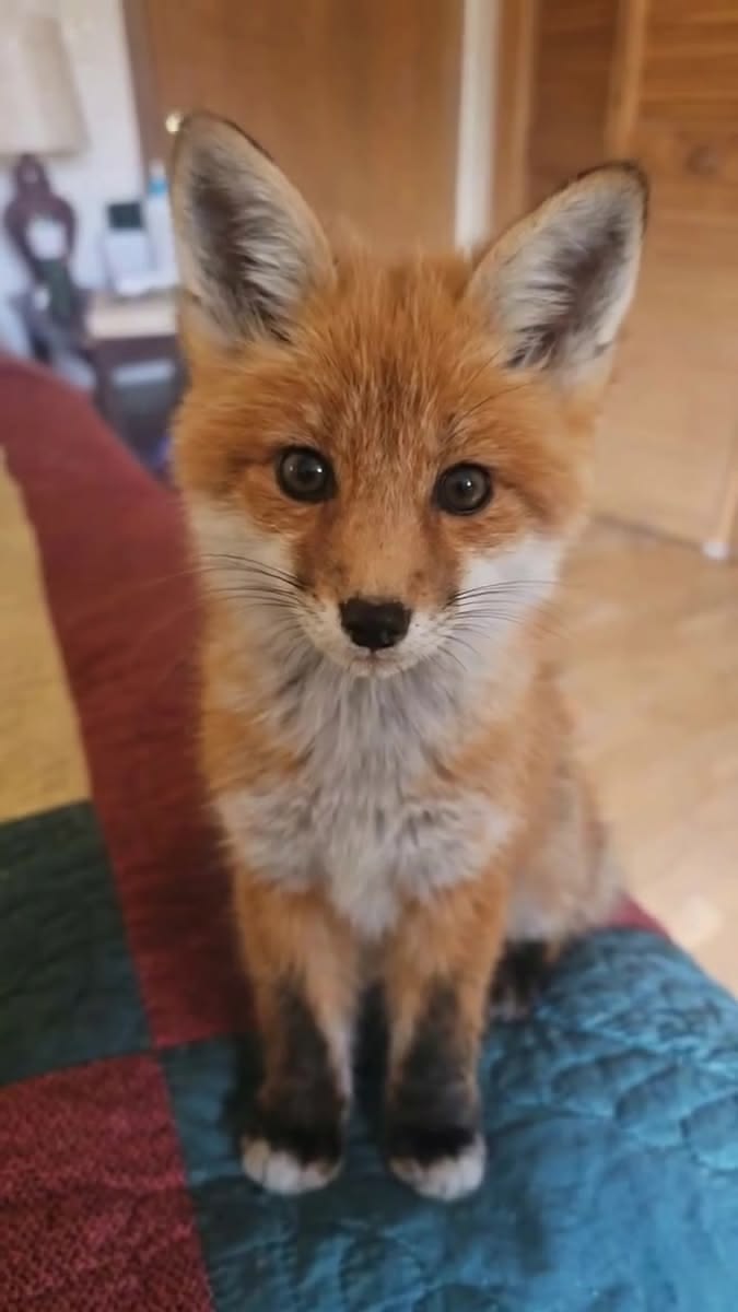 NATURE ✨ WILDLIFE tweet media