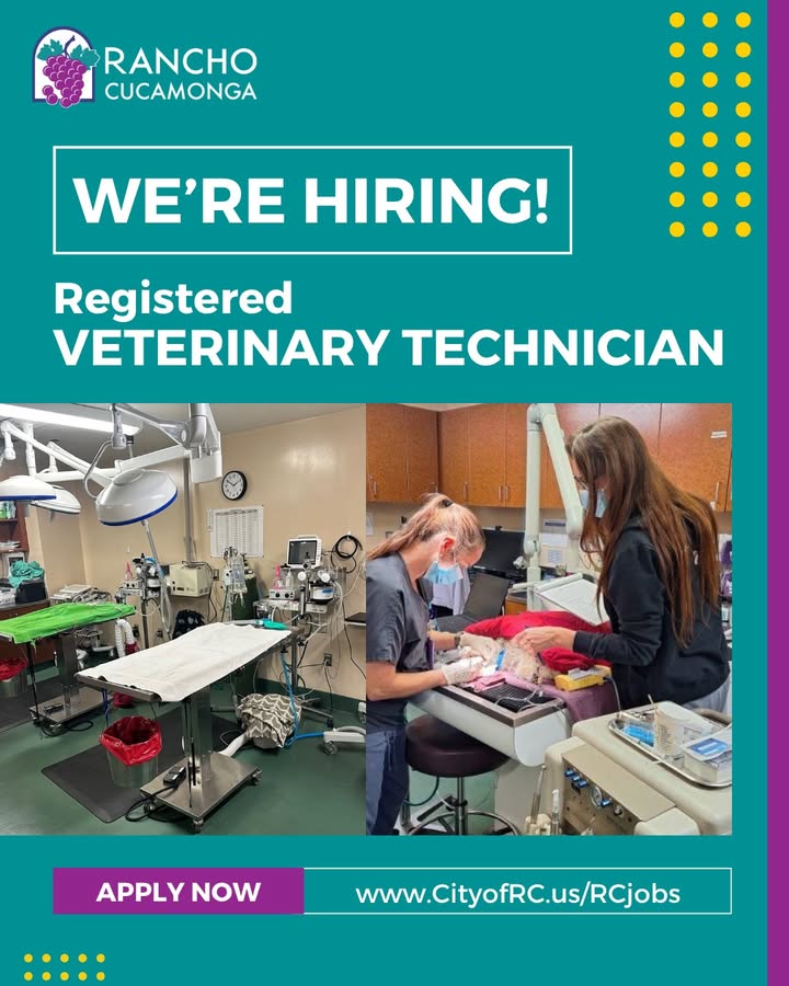CityOfRC's tweet photo. Join #TeamRC as a Registered Veterinary Technician (RVT) with the RC Animal Center!
⠀
If you’re ready for a rewarding opportunity where your skills, heart, and passion for animal care can shine, apply today! Learn more by visiting https://t.co/euqK77jnEG. https://t.co/Tso1DXdoak