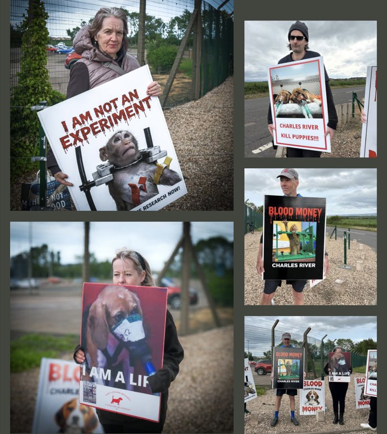 Harris Hound 🌈ScotlandBannedGreyhoundRacing 🙌🏻 tweet media