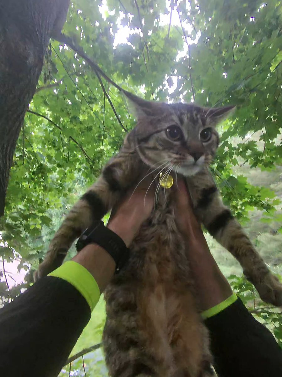 steven_murrow's tweet photo. Maeve's not allowed back outside again. She's grounded! 😹😻 She was a sweetie though and practically jumped inside the rescue bag on her own. She was tired, wet, and hungry.

Maeve, located in Haverford PA, was today's 2nd cat-in-a-tree rescue. The first one this morning, Baby Momma, in Dorothy NJ, was a feral cat who just needed some persuasion to exit the tree on her own terms... by taking a leap of faith and running off to her barn! 🙀

Cat-in-a-tree rescues are always FREE with Tesla Tree Service 🫶 @TeslaTreeSteven