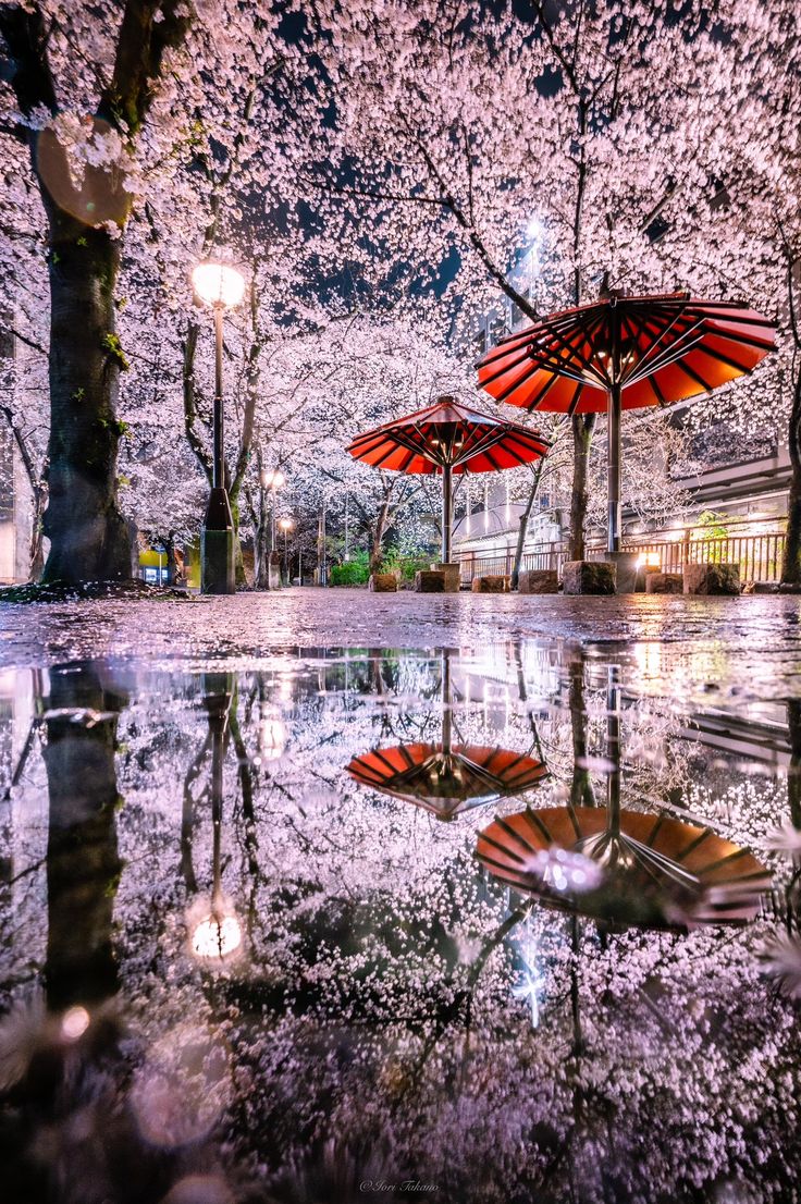 Tokyo Japan 🇯🇵 tweet media