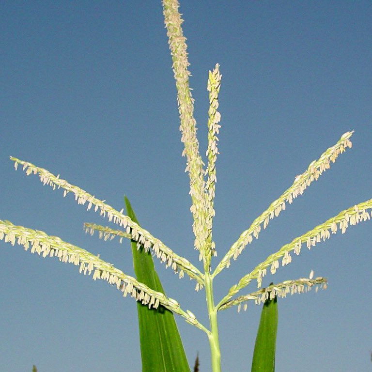MStateCorn's tweet photo. Despite rain coinciding with tasseling, you can still fully benefit from urea applied later. Sustaining N through grain fill is not reliant on pre-tassel timing. 

Soil does need to be dry to allow incorporation.

Also, fertilizer will not hamper pollination.

🌽#mscorn #MSUext https://t.co/euR1i8peji
