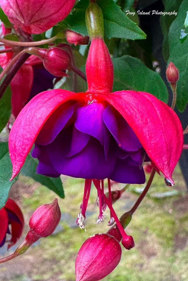 DevonStearns's tweet photo. Misty day photography. Just one of my many favorites to photograph. #flowerswithdroplets #frogislandphotography https://t.co/y4Ymz26U8A