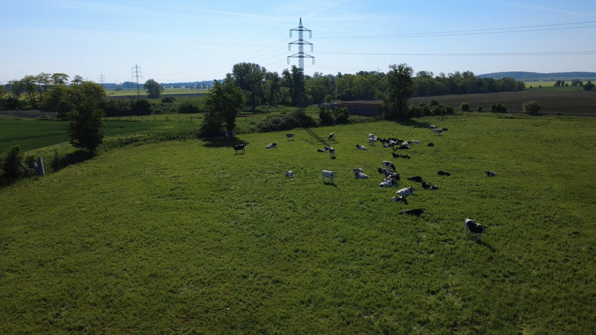 supabubi's tweet photo. Heut Ma ein paar Bilder von der Koppel mit der Drohne gemacht. #Landwirtschaft https://t.co/uiKpyVgCr0