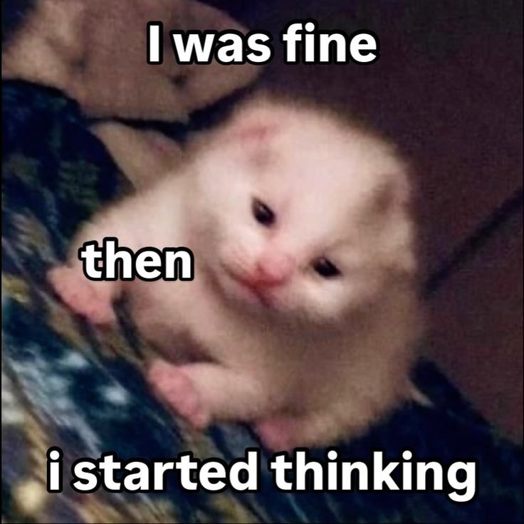 cats being cats tweet media