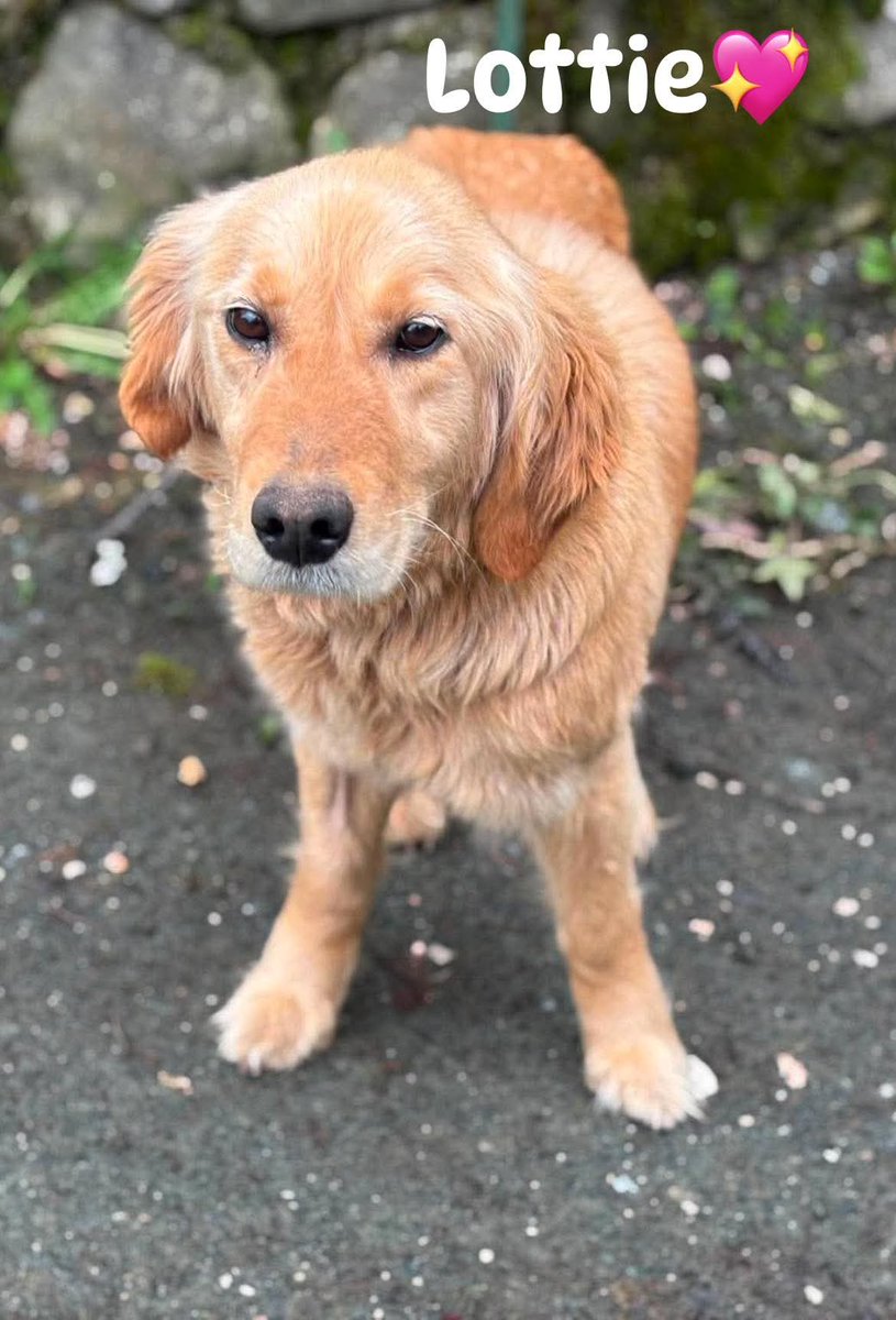 Second Chance Dog Rescue tweet media