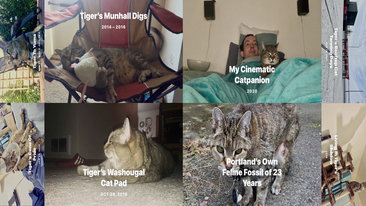 unarmedliving's tweet photo. Hard to catcieve my feline valentine, Tiger is pawshering in his 23rd year of life, far outpurring his 9 lives twice over and then some! His health though has taken a sudden decline these past few weeks. He’s on a liquid diet now.

https://t.co/sPOikTuIQN https://t.co/VAEuIE1VpD