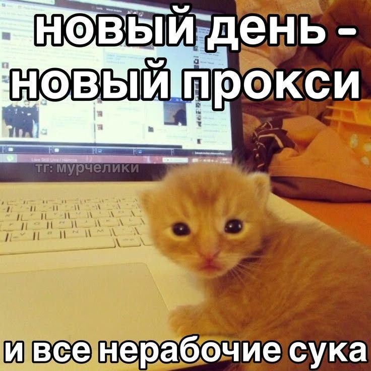 Болконский tweet media