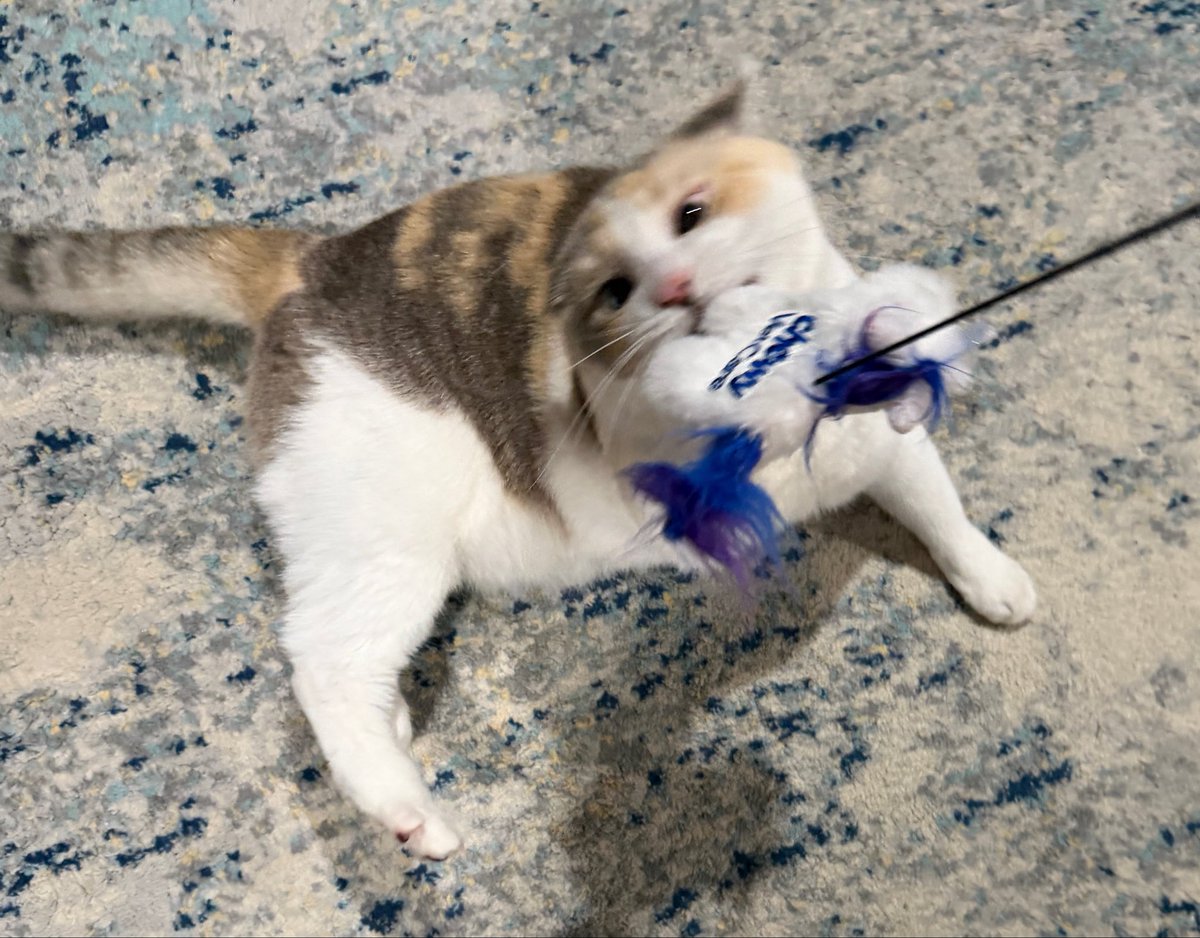Panko A. Cat’s Mom tweet media