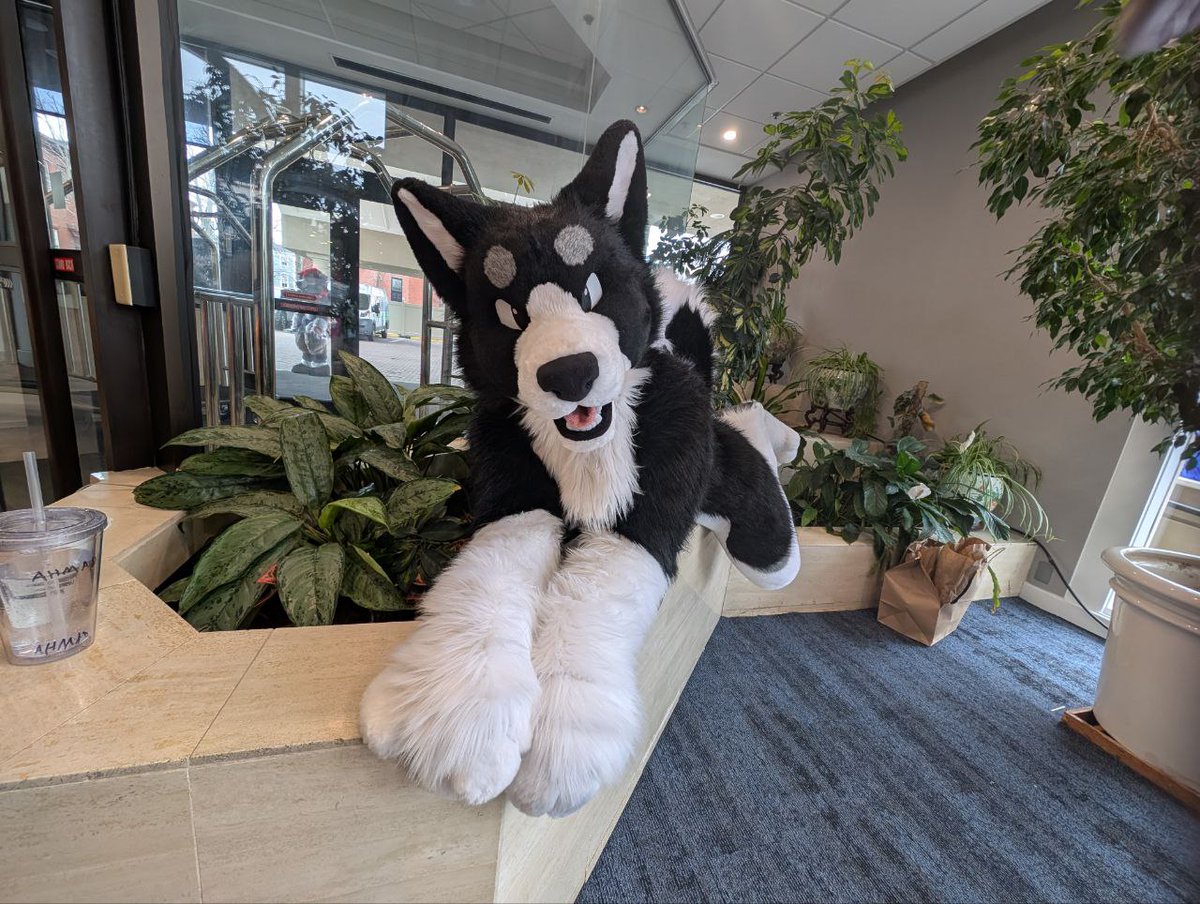 AxisPup's tweet photo. I should be back rocking my fluffy ass soon, almost done with my military training, after that I'm jumping back in the fluff

#fursuit #fursuiter #fursuitmaker https://t.co/rI9prEqKRi