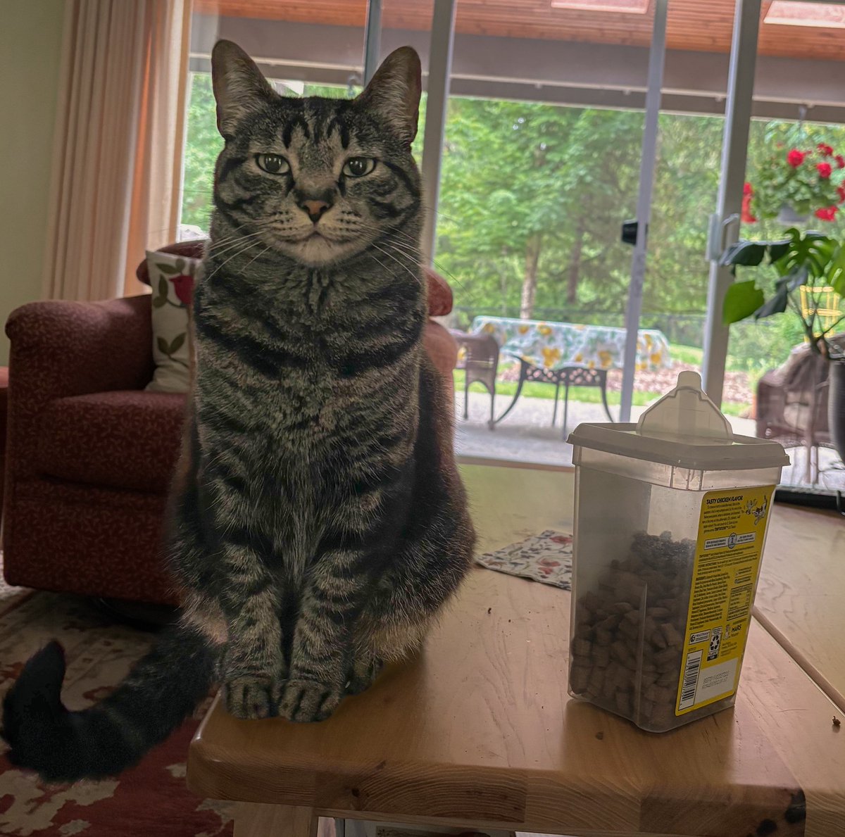 Minnie the Cat tweet media