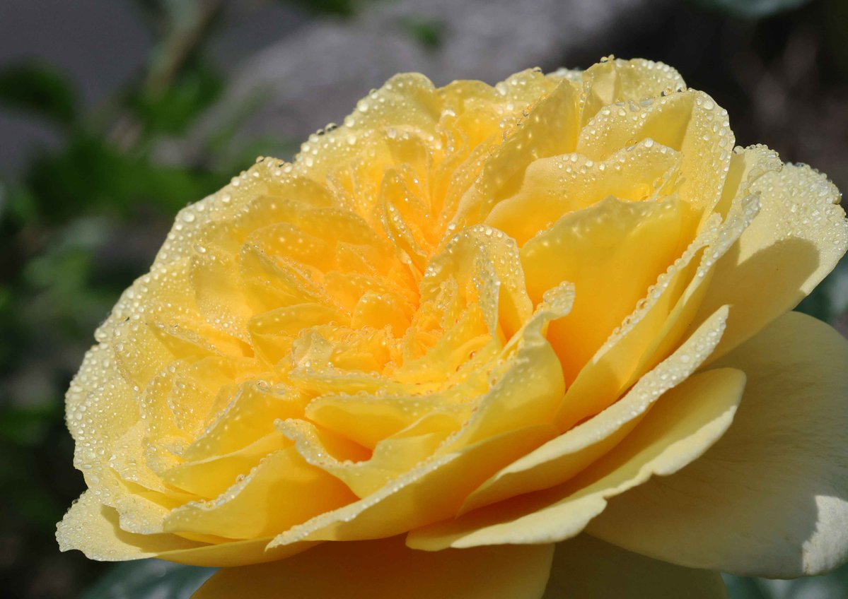 教会の花壇に咲いた、やさしい黄色の薔薇。フランスの聖女に捧げられた