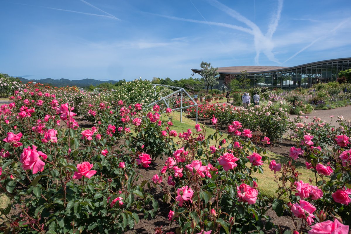 echigo_park's tweet photo. 昨日5/23から【香りのばらまつり】がスタートしています🌹
バラは見頃を迎えました！

本日は米フェスとの同時開催🙌雨がぽつぽつ降っておりますが、この後は曇り予報ですね☁️

※5/23撮影 https://t.co/MIAbDMzu9U