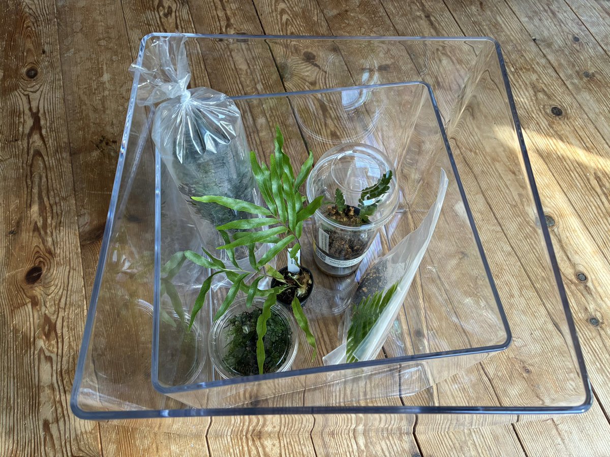 E_calaba's tweet photo. 第六回天下一植物会でシダを買ったよ
京セラドームでかい

あと、廃盤のポリカポット25、30キューブがビバホームにあったぞ！やったー https://t.co/wvCpckvUdT