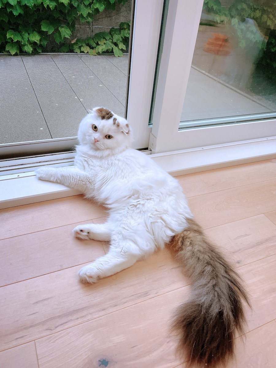 オニャンコポン🐈‍⬛ (@anotokinoneko22) / Posts / X