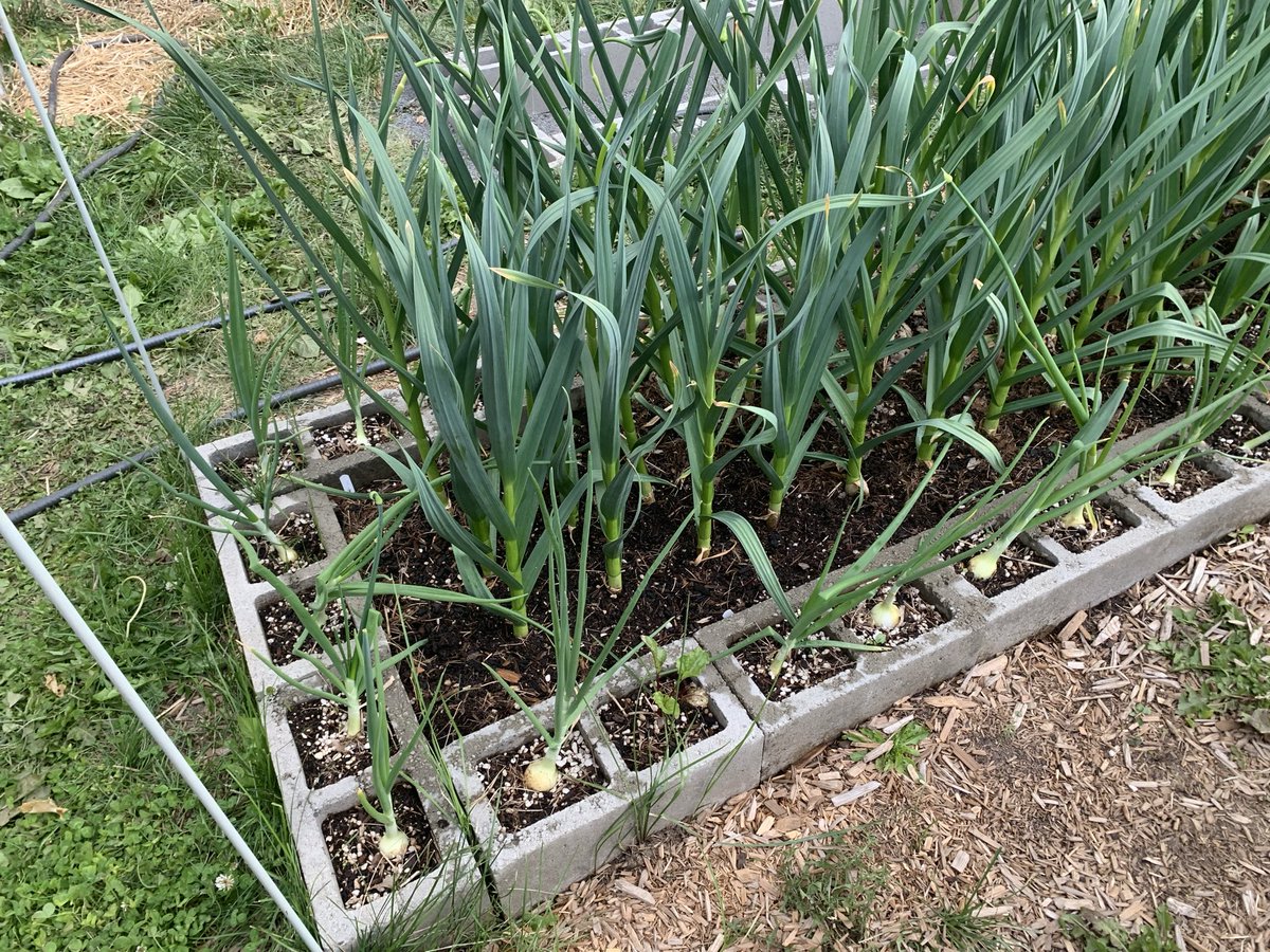 SacrificeFry's tweet photo. @AppWoodHome Been starting onions indoors, in Jan (6a) in 2” soil blocks, about 48 per tray. Took me a couple of years to get it right- we store over 200, and use in all of our salsa &amp; sauces. I grow each onion in a cinder block opening around beds. We’ve actually had square ones! https://t.co/eimURaS1hp
