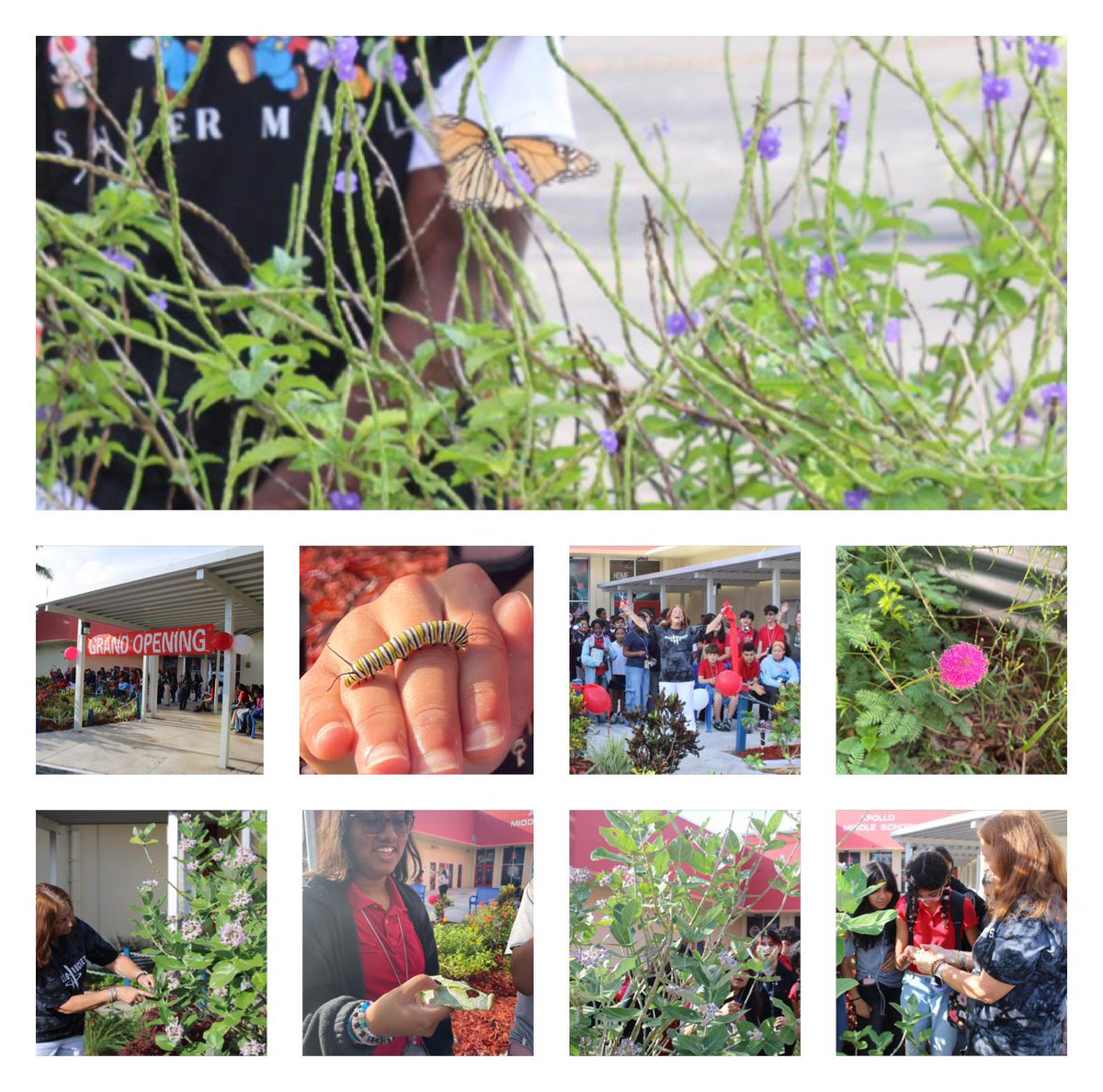 amschangeagents's tweet photo. Friday was unforgettable. 🦋 We opened our Monarch/Butterfly Garden—a dream we worked so hard to bring to life. Seeing hundreds of monarchs already here… there are no words. My heart is full. 💛🌿@apollo_rockets @BrowardEdFound @BrowardSTEM @ChoozPeace @Dr_Kushner2021 https://t.co/jz1Q8Tf1Q9
