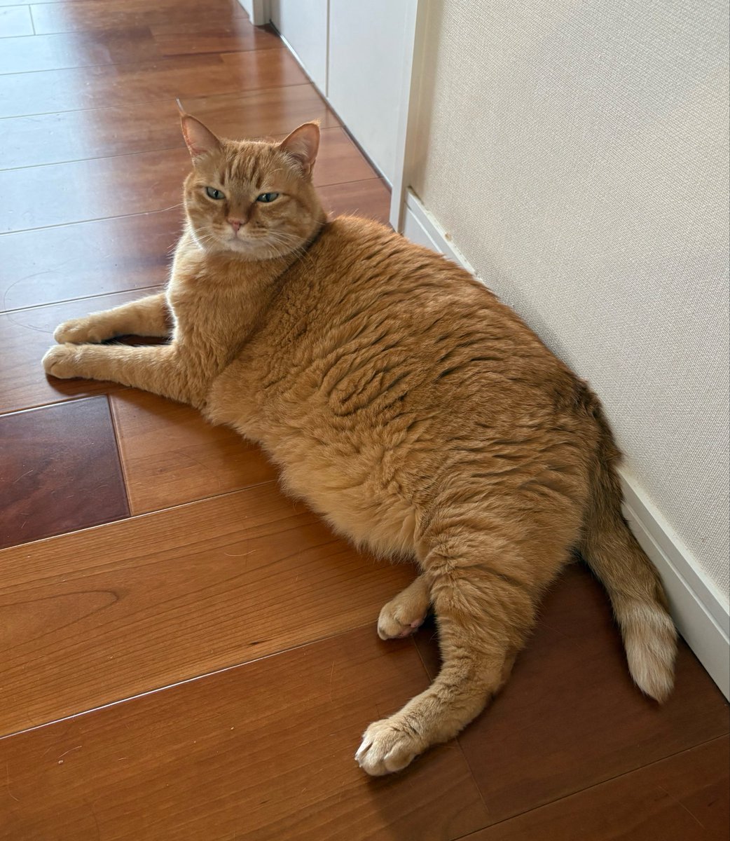 すずつむふう【我が家の可愛い猫's】 (@kagisuzu0531) / Posts / X