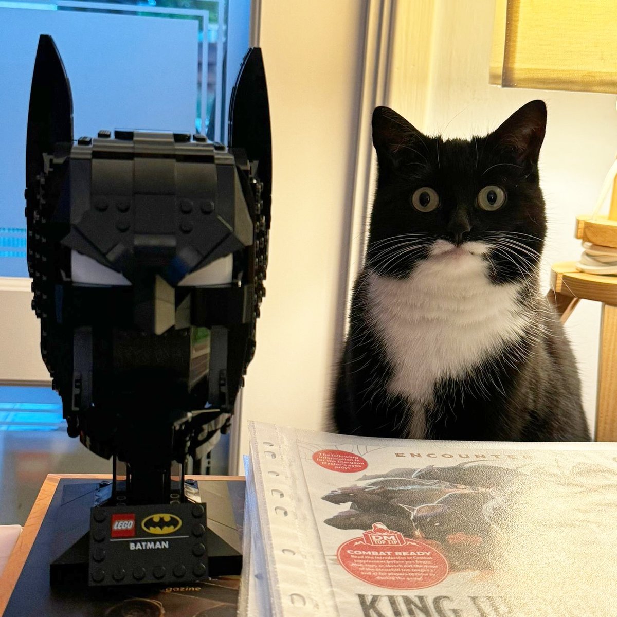 Punch Cat tweet media
