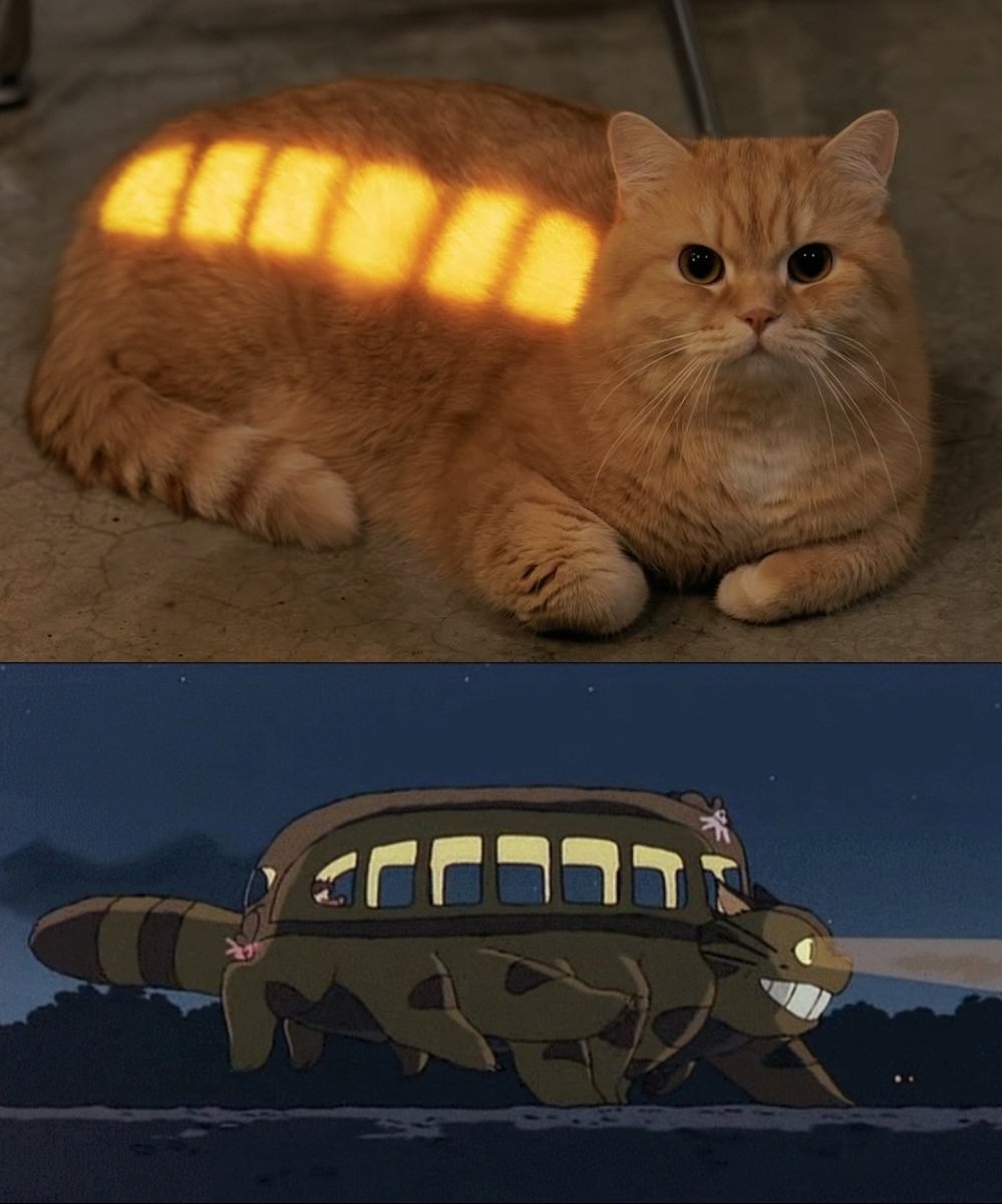 Catsillyness's tweet photo. https://t.co/8GVsdFZ4jD