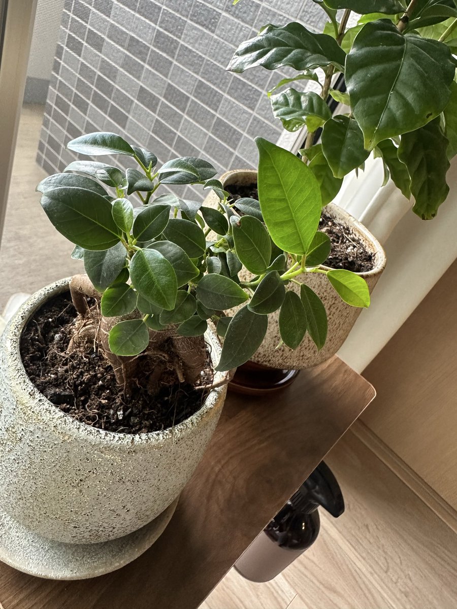 0spitz0's tweet photo. コーヒーの木もガジュマルも新芽🌱がどんどん開いてワクワク🥰 https://t.co/eGRUb34pG2