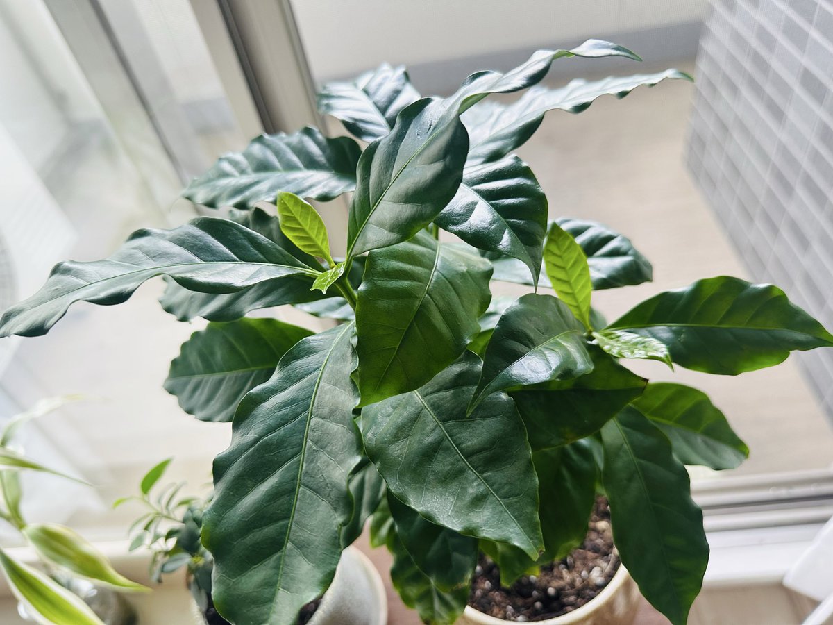 0spitz0's tweet photo. コーヒーの木もガジュマルも新芽🌱がどんどん開いてワクワク🥰 https://t.co/eGRUb34pG2