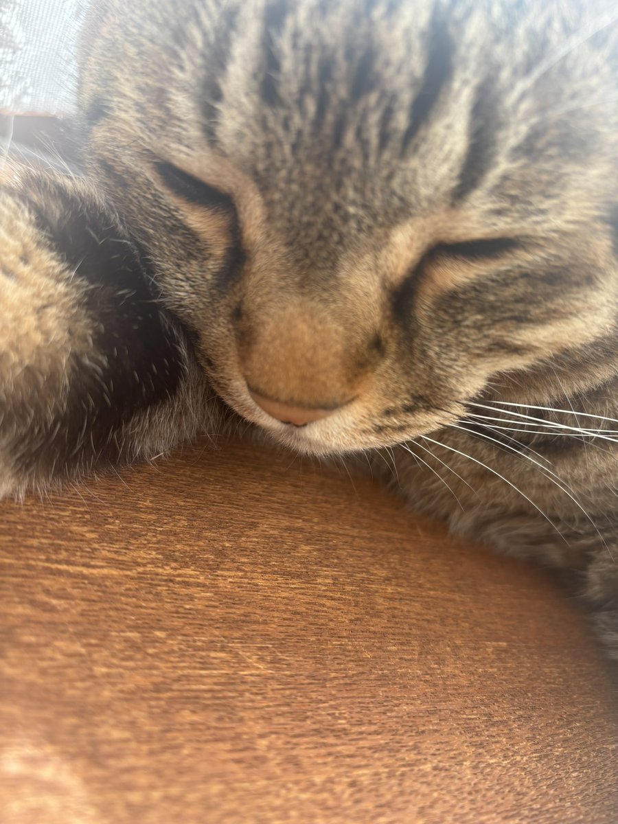 Puri__777's tweet photo. 😼 https://t.co/wmnfNMQ6yE