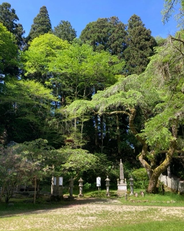 午前9時半現在 山頂の気温15℃ 晴れ お山は爽やかな空気に包まれています🌿